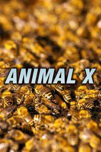 voir serie Animal X en streaming