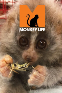 voir Monkey Life saison 15 épisode 11